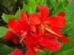 Квітка канна сорту Чері Ред